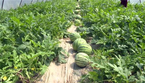 淄博吃瓜爆料事件最新进展,最新进展揭秘，真相逐渐浮出水面